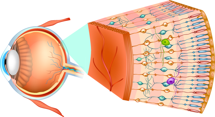 Retinal exam perspektiven consultation unterschiedliche wahrnehmung retina axios receiving